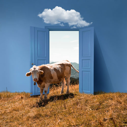 door-opening-revealing-cow