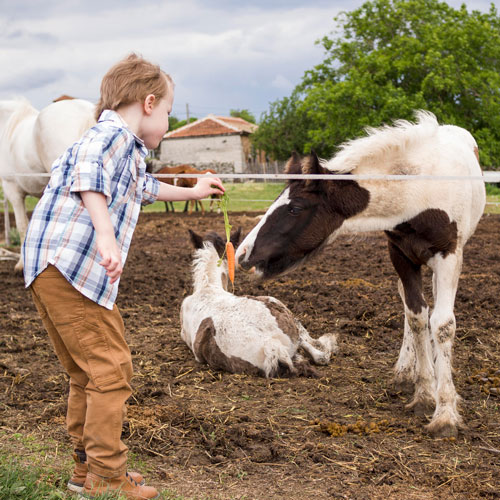 little-boy-feeding-horse