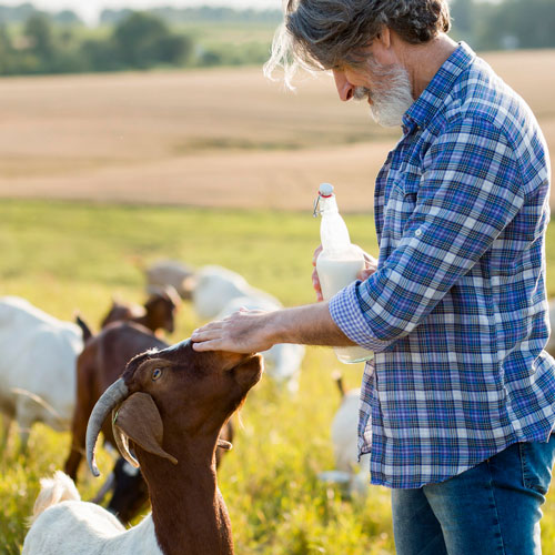 man-beside-goats-with-bottle-milk